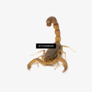 Scorpion Animals Scorpio - Scorpion Hottentotta #4918497