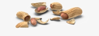 Peanut Download Png Image - Portable Network Graphics #4921379