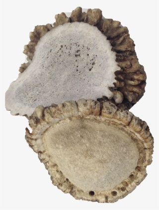 Crown Antlers - Wood #4922984