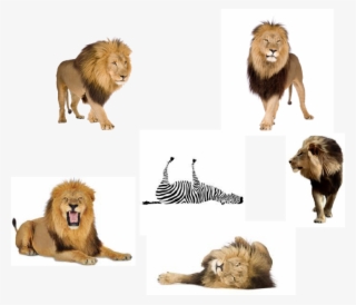 Lions And A Dead Zebra - Kids' Guide To Bible Animals #4923885