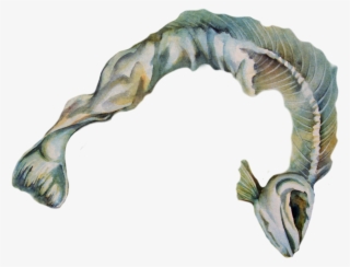 I Die And Leave My Body For Food - Electric Eel #4923988