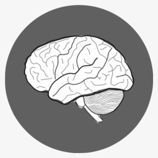 Brain & Information - Brain #4926269