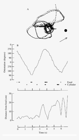 The Learning Flight Of A Honeybee When Leaving A Feeder - Diagram #4928886
