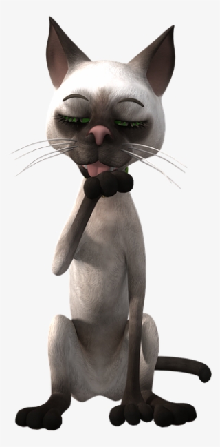 5 Png - Funny Cat Png Transparent #4929377