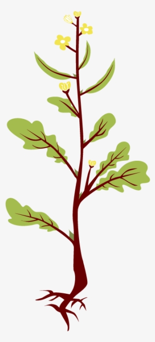 Mustard Plant - Clipart Mustard Plant #4931839