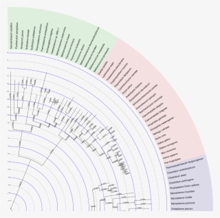 Branch Lengths And The Internal Tree Scale - Honda S2000 #4931951