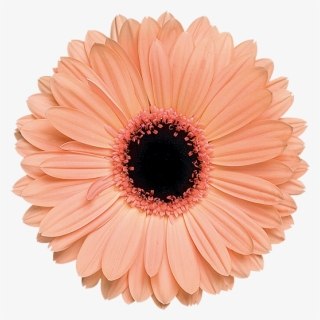 Alma® - Light Orange Flower Png #4932551