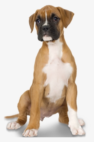 Dog Teeth Png Clipart Free Stock - Pirate Boxer Dog Ornament (round) #4932800