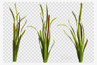 Download Underwater Plants Transparent Clipart Aquatic - Underwater Plants Png #4933922