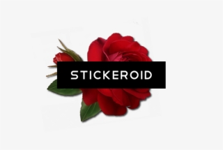 Single Red Rose Flowers - Floribunda #4936673