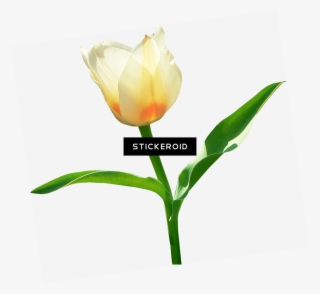Single White Tulip - Tulipa Humilis #4936718