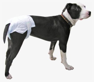 Peeper's Disposable Diapers For Dogs, Cats, & Pets - Walkin Wheels Disposable Diapers For Dogs - Package #4945440