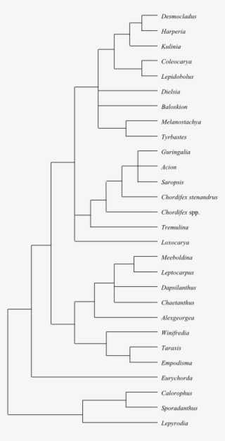 Phylogeny Of Restionaceae In Australia Based On Dna - Line Art #4949920