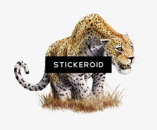 Leopard Png تحميل مجاني فهد - African Leopard #4949976