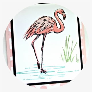 Greater Flamingo #4950591
