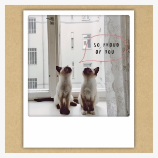 Blog Thumb - So Proud Of You Pair Of Siamese Cats Instagram Photo #4951710