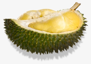 Durian Musang King Png #4954316
