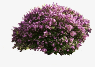 Tree Photoshop Png Jpg Royalty Free - Perspective Landscape Flower Bushes Png Rendering Png #4955473 Tree Photoshop Png Jpg Royalty Free - Perspective Landscape Flower Bushes Png Rendering Png #4955473