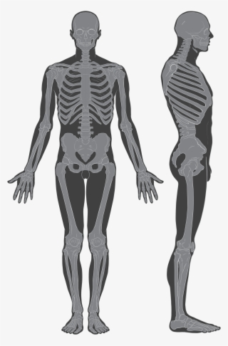 Open - Human Skeleton With Flesh #4956482