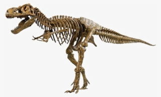 Above Is A Picture Of The Skeleton Of A Real Tyrannosaurus - T Rex Dinosaur Fossil #4961608