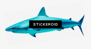 Shark Animals Sharks - Cretoxyrhina #4967795