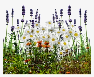 English Wildflowers Cold Crea - Transparent Background Wild Flowers Png #4968693