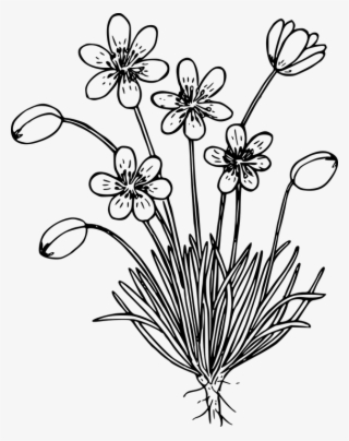 Wild Flower Black And White #4968957