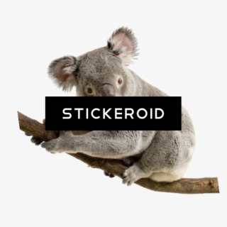 Koala - Koala Transparent Background #4968958