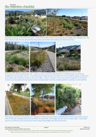 Pdf Creator - Attalea Speciosa #4971427