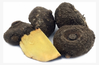 Yam,suran - Suran Yam #4972289