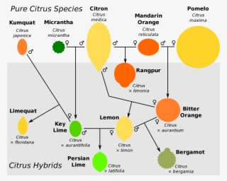 Open - Citrus Taxonomy #4972602