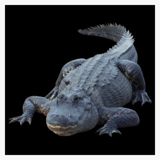 Free Crocodile Png Images - Portable Network Graphics #4973179