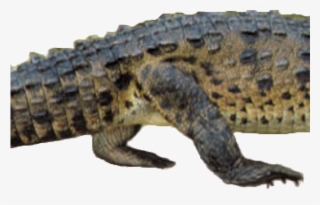 Alligators #4973294