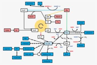 Modules For Chemical Production From Pyruvate And Acetyl - Acetyl-coa #4975491