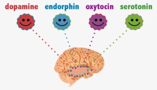 Chemicals In Brain - Meet Your Happy Chemicals: Dopamine, Endorphin, Oxytocin, #4975765