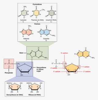 Dna Structure Clipart 6th Grade Science - Core Structure Of Rna Nucleotide #4977815 Dna Structure Clipart 6th Grade Science - Core Structure Of Rna Nucleotide #4977815