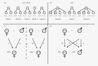 Family Pedigrees Of Wfem Co Infected And Wci Infected - Eurema Mandarina #4979557