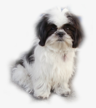 Locksmith Bay Area - 922 Terminal Way San Carlos Ca 94070 #4979940