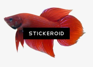 Betta Animals Fish - Snapper #4983778