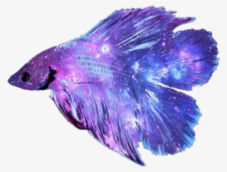 Picture Freeuse Stock Betta Fish Clipart - Betta Fish Transparent Background #4983845 Picture Freeuse Stock Betta Fish Clipart - Betta Fish Transparent Background #4983845