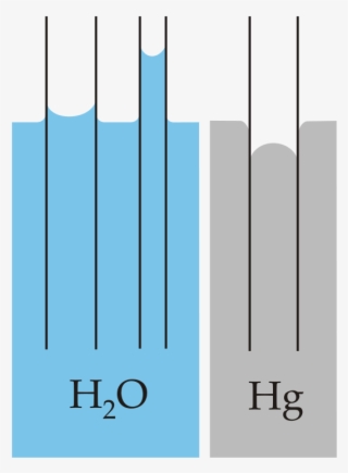 Capillary Action Of Water Compared To Mercury, In Each - Capillary Action #4988922