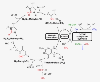 Image - Wood Ljungdahl Pathway #4992971