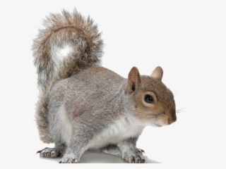 Acorn Clipart Fox Squirrel - Grey Squirrel White Background #4993564