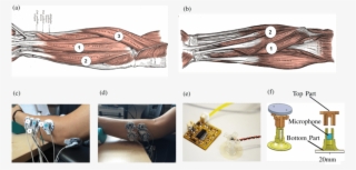 Monitored Muscles In The Anterior And Posterior Compartment - Tattoo #4993690