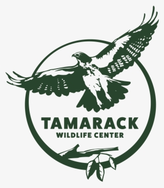 Tamarack Wildlife Center - Wildlife Rehabilitation Logo #4994670