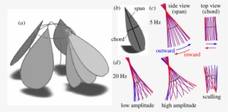 For Clarity, Only One Wing Is Shown At Its Inward, - Flapping Motion #4997953