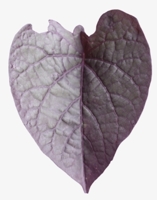 Click - Ipomoea #4998000