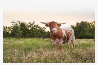 Baby Bevo Xv #4999387