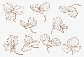 Flores Dibujadas A Mano Del Guisante Dulce - Png Hand Drawn Vector Flower #4999389
