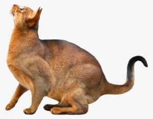 Cat Png #50035